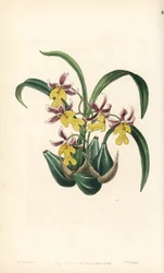 Varietà di orchidee Oncidium - Oncidium ghiesbreghtianum (Odontoglossum warneri var. purpuratum). Incisione a mano colorata su rame di George Barclay da un