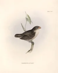Ornitologia: Camarhynchus psittaculus o Geospize psittacin Descrizione di un passeriforme di Charles Darwin osservato durante la sua spedizione a bordo del Beagle. Tavola da The zoology of the voyage of H.M.S. Beagle. Flight. III, Birds descritti da John G