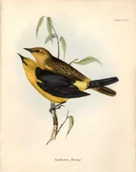 Ornitologia: Certhidea olivacea osservata e descritta da Charles Darwin durante la sua spedizione a bordo del Beagle. Tavola da 