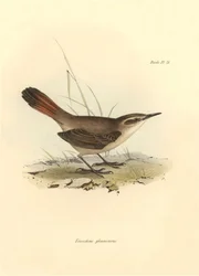 Ornitologia: Eremobius phoenicurus descritta da Charles Darwin durante la sua spedizione a bordo del Beagle. Tavola da La zoologia del viaggio dell