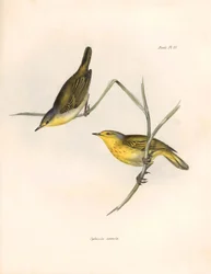Ornitologia: Sylvicola aureola fringuelli osservati e descritti da Charles Darwin (1809-1882). Tavola da La zoologia del viaggio dell