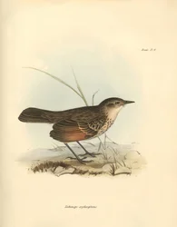Ornitologia: Il "Hymenops perspicillata" della famiglia degli uccelli descritto da Charles Darwin durante il suo viaggio di esplorazione a bordo del Beagle. Tavola da "The Zoology of the voyage of H.M.S. Beagle under the command of Captain Fitzroy during t