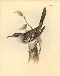 Ornitologia: Mimus melanotis della famiglia dei mimidi descritta da Charles Darwin durante il suo viaggio di esplorazione a bordo del Beagle. Tavola da La zoologia del viaggio dell