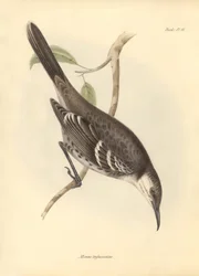 Ornitologia: Mimus trifasciatus della famiglia dei mimidi descritta da Charles Darwin durante il suo viaggio di esplorazione a bordo del Beagle. Tavola da La zoologia del viaggio dell