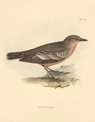 Ornitologia: La Taenioptera variegata descritta da Charles Darwin durante il suo viaggio di esplorazione a bordo del Beagle. Tavola da The Zoology of the voyage of H.M.S. Beagle sotto il comando del Capitano Fitzroy durante gli anni 1832-1836