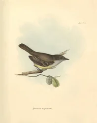 Ornitologia: La Tyrannula magnirostris della famiglia degli uccelli descritta da Charles Darwin durante il suo viaggio di esplorazione a bordo del Beagle. Tavola da The Zoology of the voyage of H.M.S. Beagle sotto il comando del Capitano Fitzroy durante gl