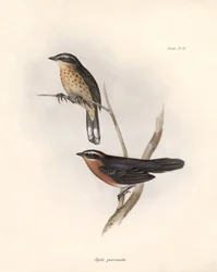 Ornitologia: Tohi (o pipilo) Descrizione di un passeriforme da Charles Darwin (1809-1882) osservato durante la sua spedizione a bordo del Beagle. Tavola da La zoologia del viaggio dell