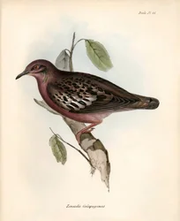Ornitologia: "Zenaida Galapagoensis" colomba delle Galapagos osservata e descritta da Charles Darwin durante la sua spedizione a bordo del Beagle. Tavola da "The zoology of the voyage of H.M.S. Beagle. Flight. III, Birds described by John Gould, with notic