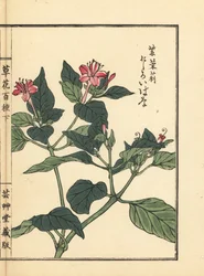 Oshiroibana o meraviglia del Perù, Mirabilis jalapa. Incisione a mano colorata su blocco di legno di Kono Bairei dal libro Kusa Bana Hyakushu (Cento varietà di fiori), Tokyo, Yamada