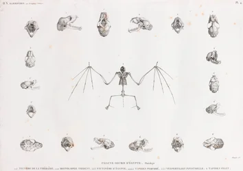 Osteologia dei pipistrelli in Egitto