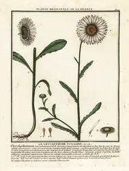 Margherita comune, Leucanthemum vulgare
