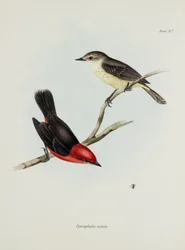 Coppia di uccelli, c 1832-1836