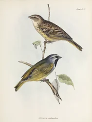 Coppia di passeri o fringuelli, c 1832-1836