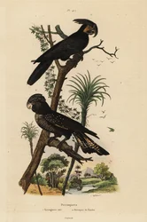 Cacatua delle palme, Probosciger aterrimus, e cacatua nero dalla coda rossa, Calyptorhynchus banksii