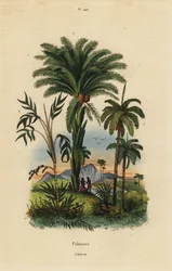 Palme: palma da dattero, Phoenix dactylifera 1, specie Attalea 2, e specie Geonoma 3