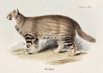 Gatto delle Pampas, Sud America, c 1832-1836