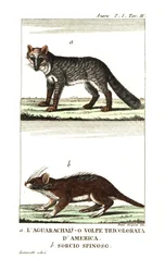 Volpe delle Pampas o aguarachay