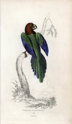 Parrocchetto pompadour, Prosopeia tabuensis