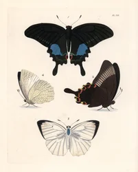 Farfalla pavone di Parigi, Papilio paris 1,2, e migratrice screziata, Catopsilia pyranthe? 3,4. Litografia colorata a mano dalla nuova edizione di John O. Westwood di 