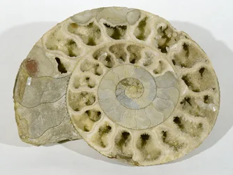Parkinsonia (Ammonite) trovata nel Dorset, periodo Giurassico medio