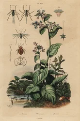 Afide del pesco, Myzus persicae 1, afide della rosa, Macrosiphum rosae 2, campanule della Virginia, Mertensia pulmonarioides 3, e cimice dei letti, Cimex lectularius 4