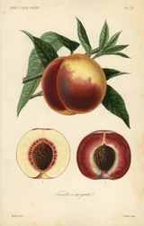 Pesca, Prunus persica