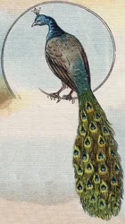 Pavone. Incisione in „Alphabet de ma petite fille“. Bernardin-Bechet e Fils, librai-editori, Parigi, intorno al 1895. Album infrangibile su tela. Bibliothèque des Bébés. 12 pagine. Album contenente un metodo di lettura e un abecedario illustrato.