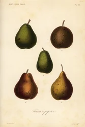 Varietà di pere