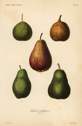 Varietà di pere, Pyrus communis