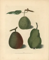 Varietà di pere, Pyrus communis: Cressan, Bergamotto di Gansell e Bon Chretien estivo. Incisione a mano colorata di George Brookshaw da Pomona Britannica, Londra, Longman, Hurst, ecc.