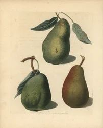 Varietà di pere, Pyrus communis: Saint Germain, Colmar e Brown Beuree. Incisione a mano colorata di George Brookshaw da Pomona Britannica, Londra, Longman, Hurst, ecc.