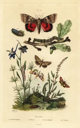 Fior di pisello, verme del cotone, falena gialla, grande falena gialla