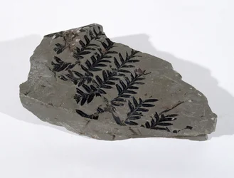 Pecopteris (Fronda di gimnosperma) trovata a Camerton, Somerset, periodo Carbonifero superiore