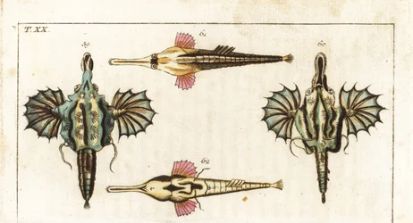 Pesce pegaso (o piccolo pesce drago) - pesce farfalla dalla coda lunga - pesce drago corto, Eurypegasus draconis 59, 60, e pesce pegaso dalla coda lunga, Pegasus volitans 61, 62. Incisione su rame colorata a mano dall