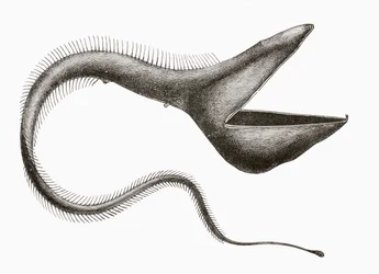 Anguilla pellicano o Eurypharynx pelecanoides, un pesce di acque profonde raramente visto dagli esseri umani, da 