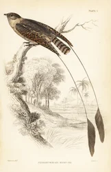 Succiacapre pennato, Macrodipteryx vexillarius