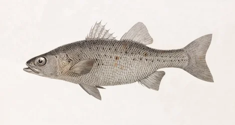 Perche Noct (dettaglio)