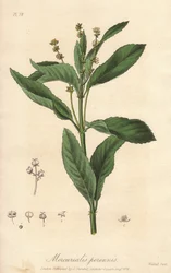 Mercuriale perenne o cavolo cane perenne (Mercurialis perennis) - Acquaforte di William Clarke per illustrare “Botanica medica, descrizione delle piante medicinali di Londra, Edimburgo e Dublino” di John Stephenson e James Morss Churchill