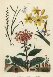 Loglio perenne, Lolium perenne 1,2, giglio africano maculato, Ixia maculata var