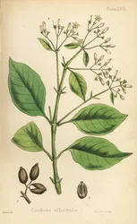 Albero della corteccia peruviana o albero della chinina, Cinchona officinalis. Litografia colorata a mano di Henry Sowerby da Flora Homeopathica di Edward Hamilton, Bailliere, Londra