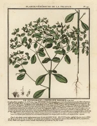 Euforbia minore, Euphorbia peplus