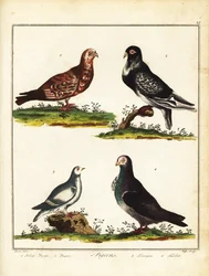 Piccioni: piccione polacco, gonfiatore, pernice bianca e turbit. 1792 (incisione)
