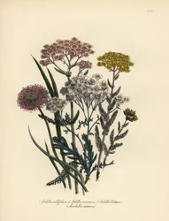 Achillea millefoglie a fiori rosa, Achillea tomentosa, Achillea clavenae, e Marshallia caespitosa