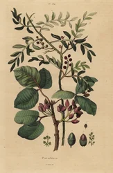 Albero di pistacchio, Pistacia vera
