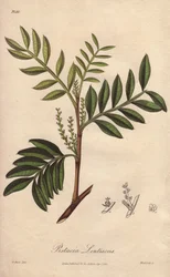 Lentisco (Pistacia lentiscus) - Acquaforte di William Clarke per illustrare “Botanica medica, descrizione delle piante medicinali di Londra, Edimburgo e Dublino” di John Stephenson e James Morss Churchill