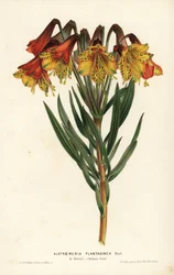 Alstroemeria a foglia di piantaggine, Alstroemeria plantaginea. Brasile. Litografia colorata a mano di L. Stroobant da Flowers of the Gardens and Hothouses of Europe di Louis van Houtte e Charles Lemaire, Flore des Serres et des Jardins de l