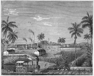 Piantagione di canna da zucchero a Cuba, c.1880 (incisione)