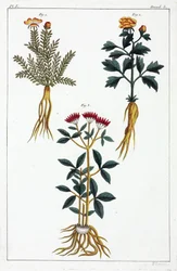 Piante medicinali, Cina