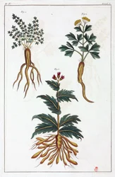 Piante medicinali, Cina