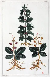 Piante medicinali, Cina